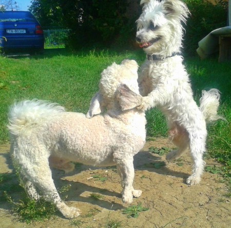 Miško a Beno sa hrajú