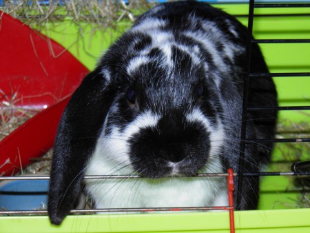 Maxík :)